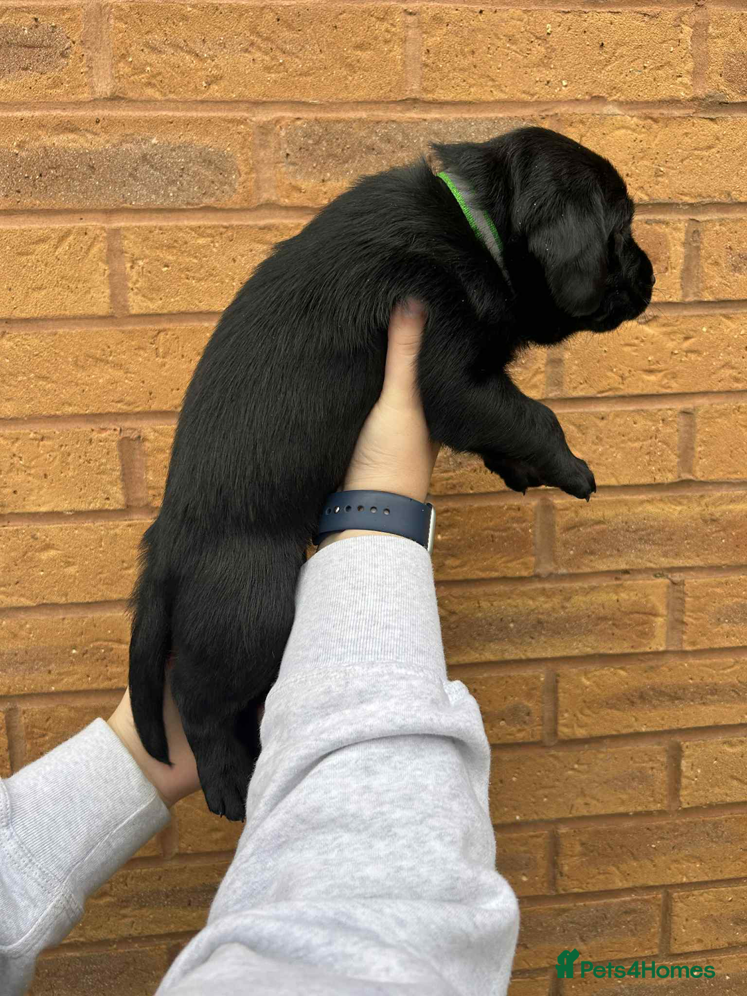 Labrador Retriever dogs for sale: 4 Black Chunky Males - Advert 1
