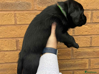 Labrador Retriever dogs 4 Black Chunky Males - Advert 2