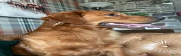 Golden Retriever dogs for sale: Waiting list open  - Advert 6