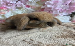Mini Lop rabbits for sale: 💙🩷 young friendly pure bred mini lops🩷💙 - Image 8