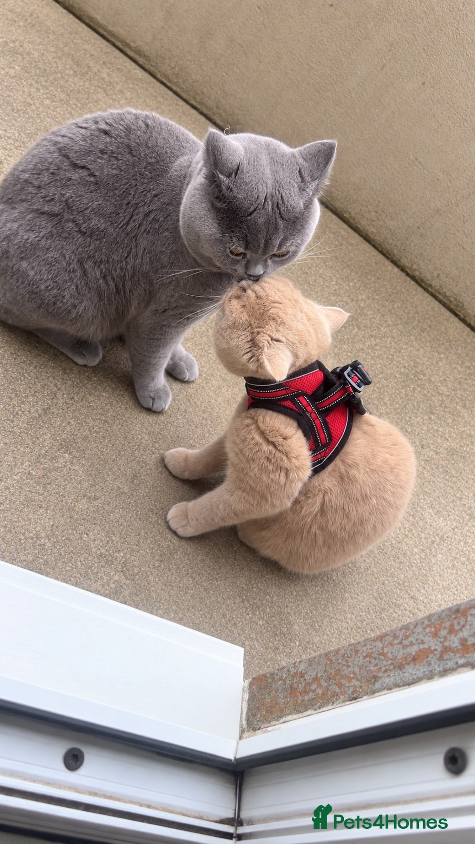 British Shorthair cats 2 british short hair  - Advert 1