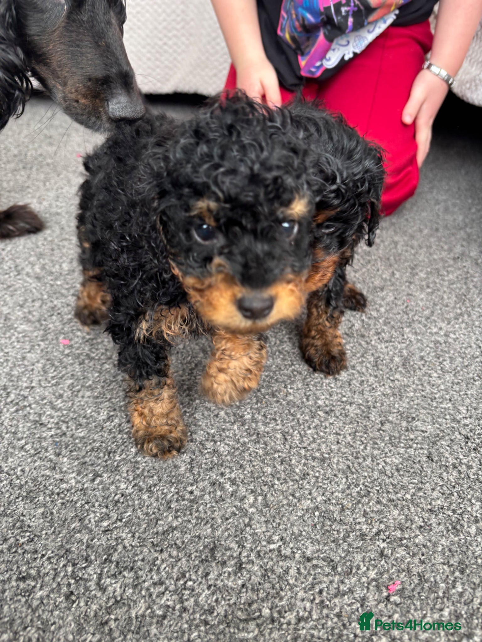 Cockapoo dogs Gorgeous F1 Cockapoos *LAST 2 REMAINING* - Advert 11