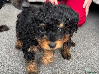 Cockapoo dogs Gorgeous F1 Cockapoos *LAST 2 REMAINING* - Advert 11