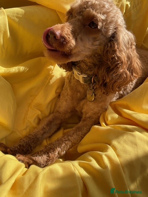 Toy Poodle dogs Stunning toy poodle puppies for sale in Eastleigh - Advert 1