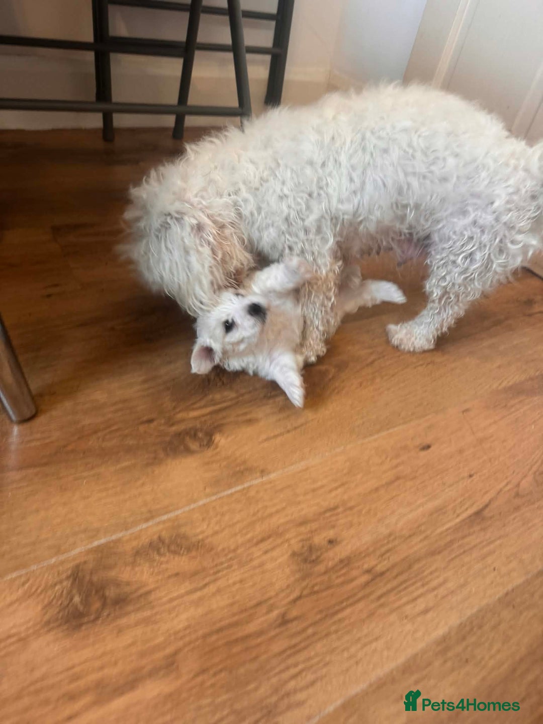 Bichon Frise dogs for sale: Bichon maltese - Advert 3