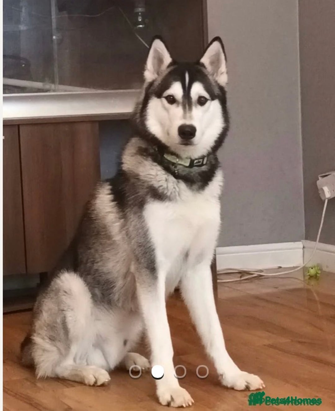 Shepsky dogs for sale: Husky - Advert 4