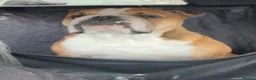 English Bulldog dogs for sale: English Bulldog standard female - Advert 3