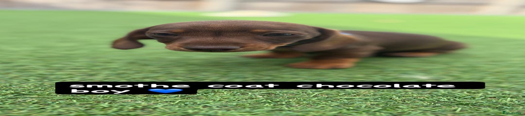 Miniature Dachshund Puppy 2