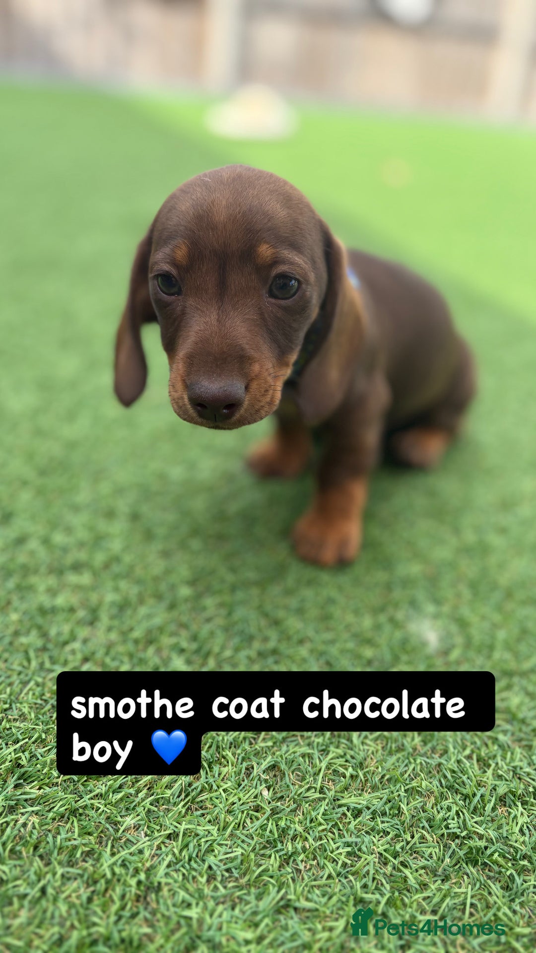 Miniature Dachshund dogs for sale: MINITURE DACHSHUNDS  - Image 10