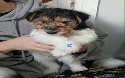 Fox Terrier dogs for sale: KC Reg Wire Fox Terrier Puppies READY NOW - Image 10