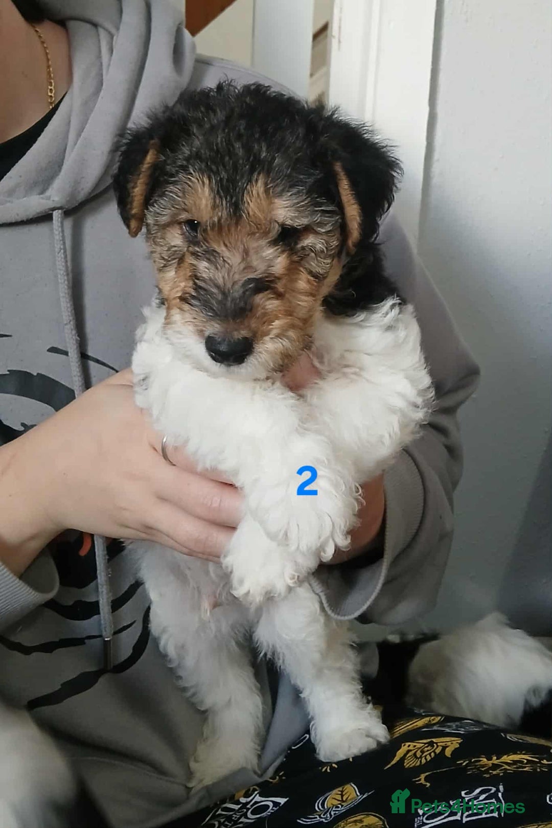 Fox Terrier dogs for sale: KC Reg Wire Fox Terrier Puppies READY NOW - Image 10