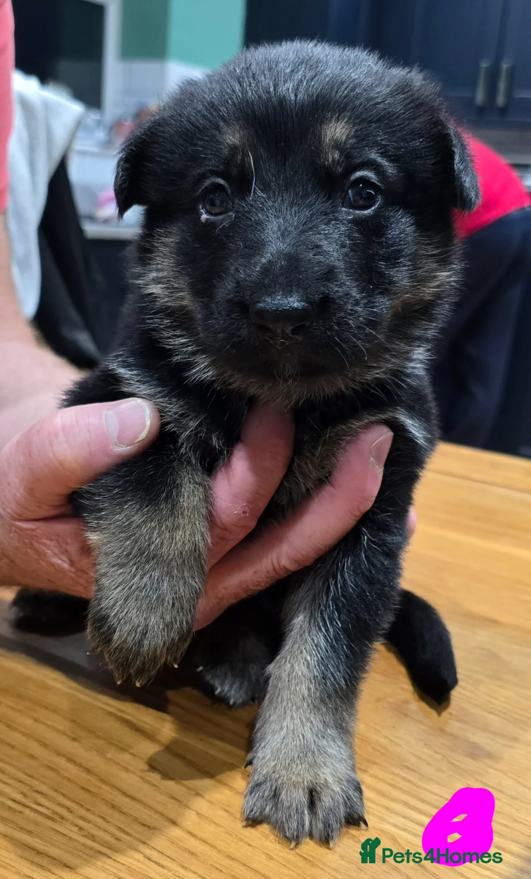 German Shepherd dogs for sale: WORKING LINE GSD PUPPIES  - Advert 5