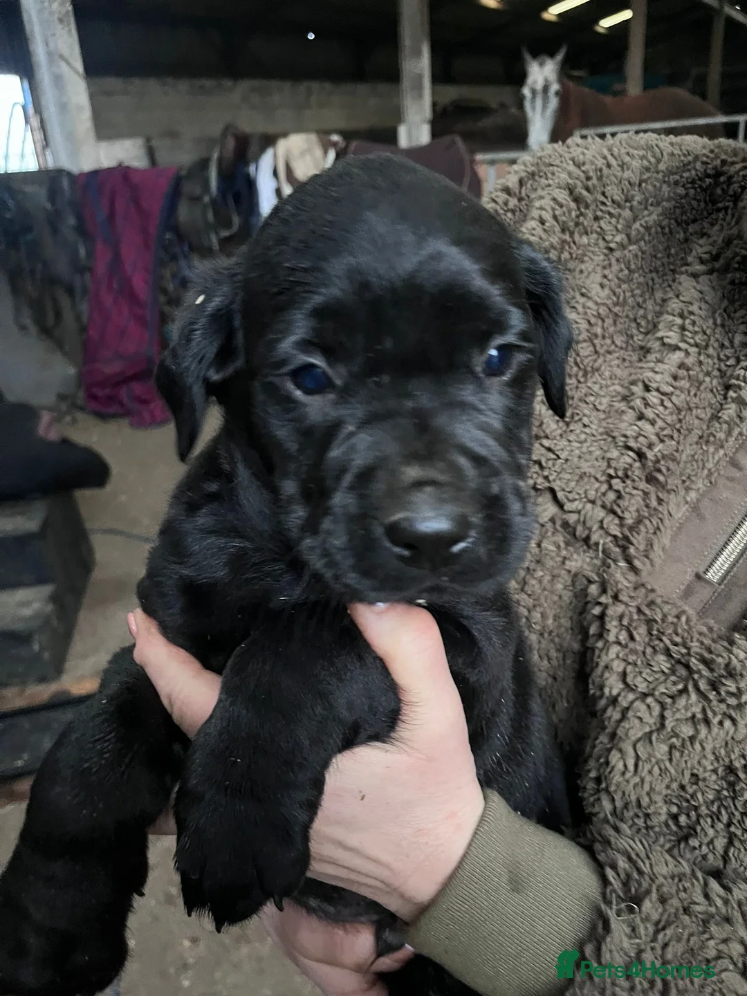 Mixed Breed dogs for sale: Adorable rotadors  - Advert 6