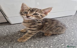 Mixed Breed cats for sale: Mixed breed Kitten (Russian Blue mum) - Image 4