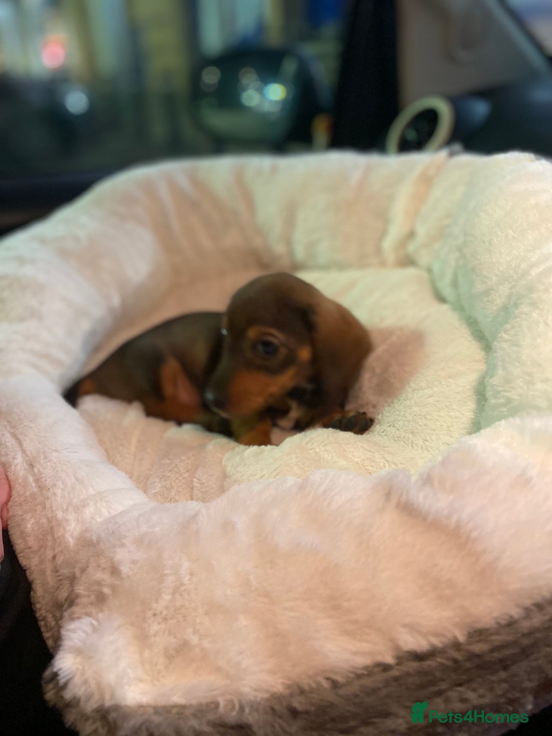 Miniature Dachshund dogs for sale: DOLLAR 💵  - Image 4