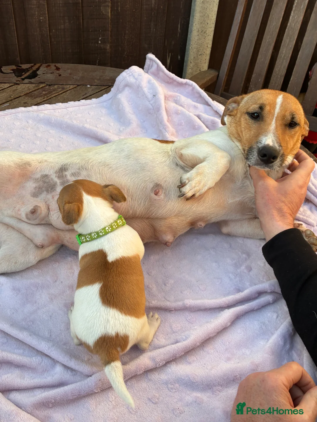 Jack Russell dogs for sale: Jack Russell puppies in London - Advert 1