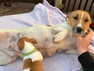 Jack Russell dogs Jack Russell puppies - Advert 9