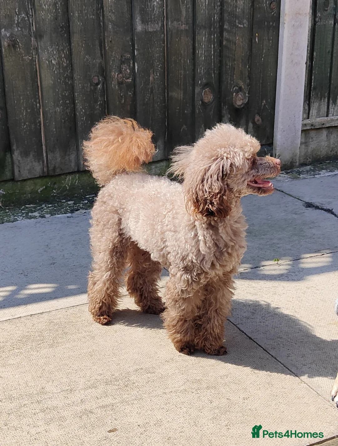 Toy Poodle dogs for stud: Stunning Chocolate Toy Poodle  in Stafford - Advert 16