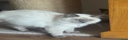 Ragdoll cats for sale: Ragdoll Kittens - Advert 6
