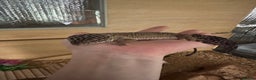 Leopard Gecko reptiles for sale: Beautiful, friendly leopard gecko and full set us - Advert 3