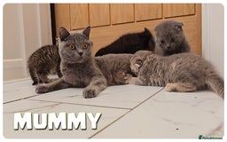 Scottish Fold cats for sale: Scottish Fold Kittens (Delivery available) - Image 18