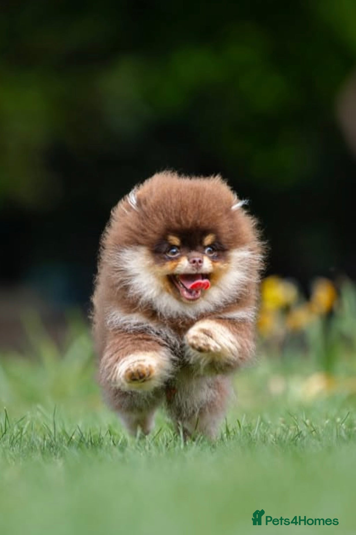 Pomeranian dogs Stunning Chocolate Tan Pomeranian Import 3kg - Advert 1
