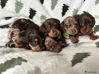 Miniature Dachshund dogs Miniature Dachshund Pups, KC Reg, PRA Clear - Advert 1