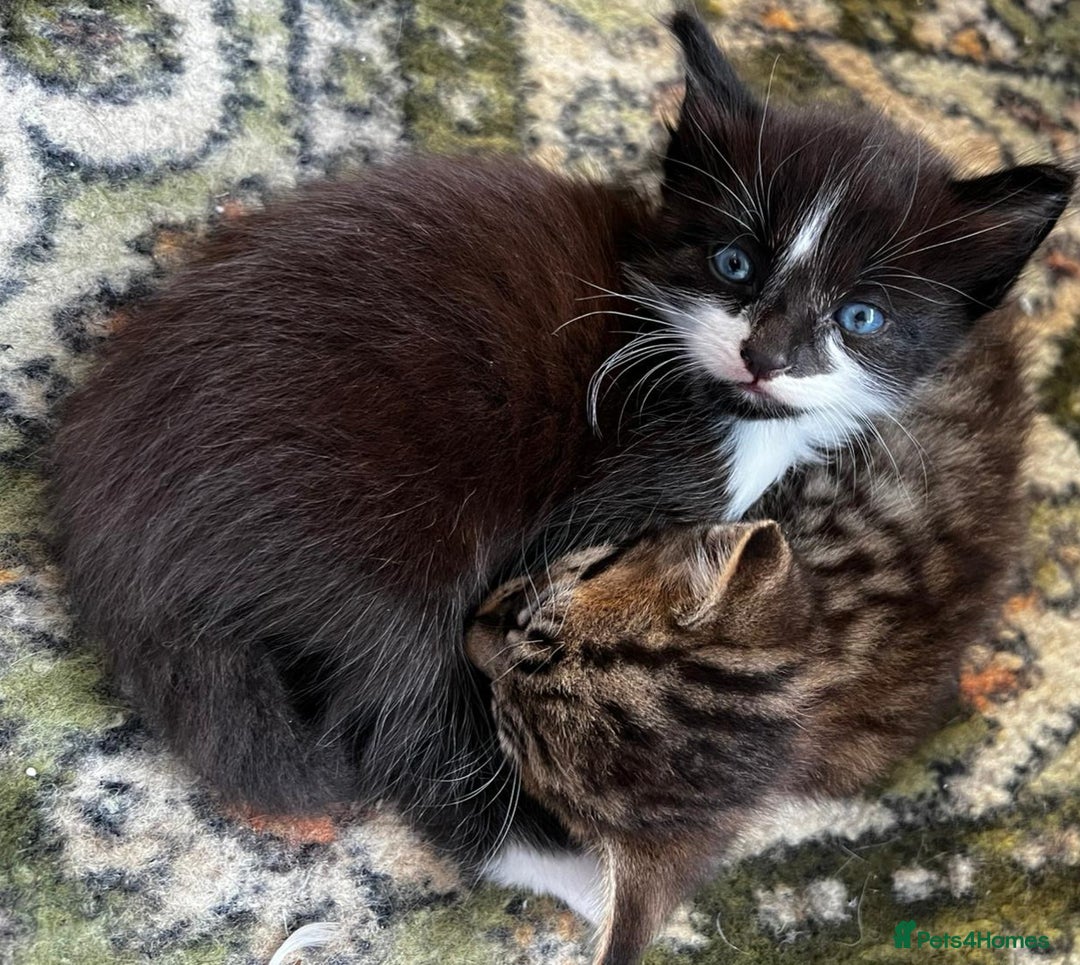 Mixed Breed cats for sale: 4 Russian Blue X Norwegian Forest Cross Kittens - Image 5