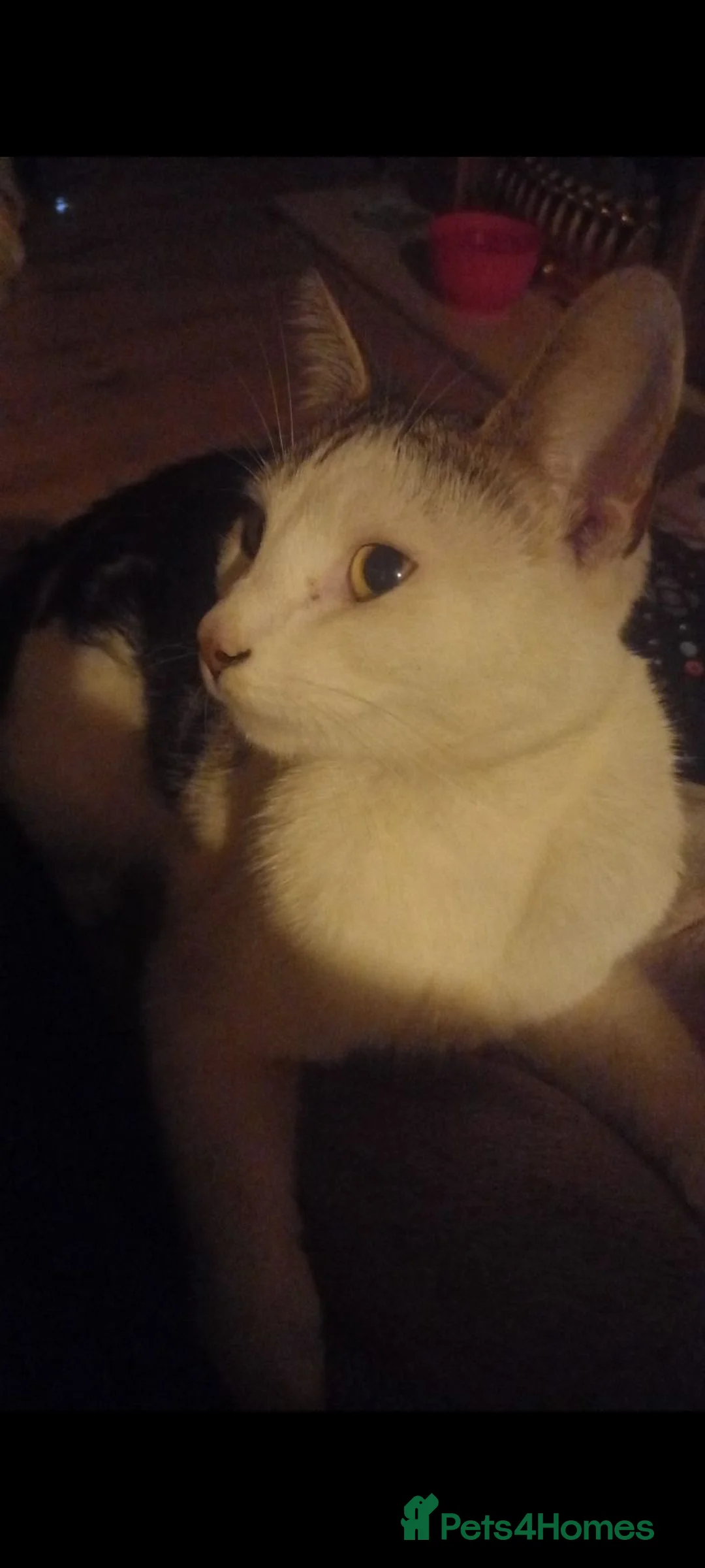 Mixed Breed cats for sale: Squeak in Doncaster - Advert 2
