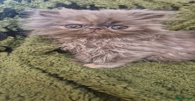 Persian cats - Advert 5