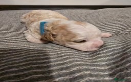 Mixed Breed dogs for sale: Beautiful shichon cross cavachon - Advert 9