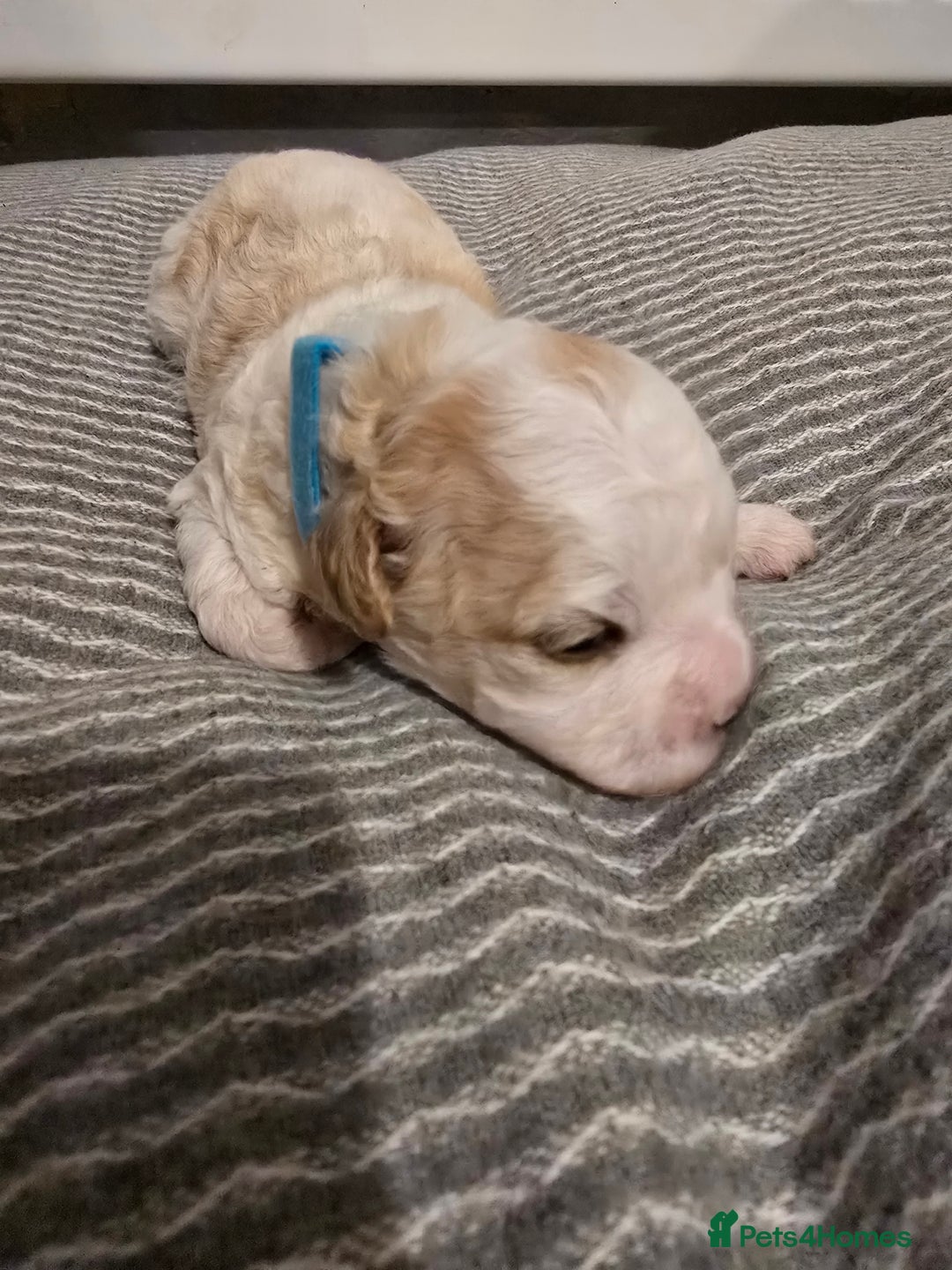 Mixed Breed dogs for sale: Beautiful shichon cross cavachon - Advert 9