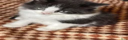 Mixed Breed cats for sale: Beautiful Tuxedo Kittens (Short & Long Hair) - Advert 5