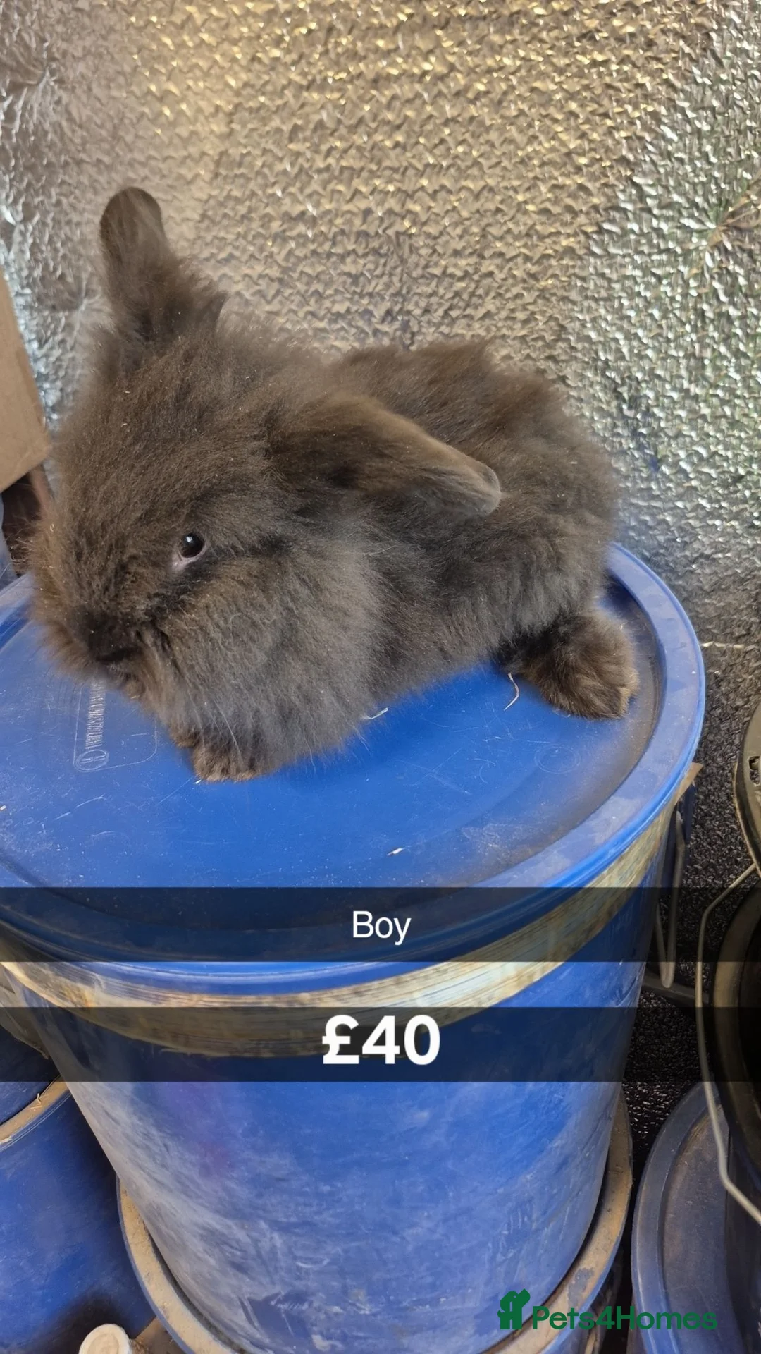 Mixed Breed rabbits for sale: Baby Lionhead Rabbits 8 week old, handled daily  - Advert 2