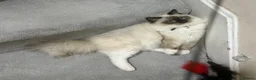 Ragdoll cats for sale: Exceptional Ragdolls  - Advert 26