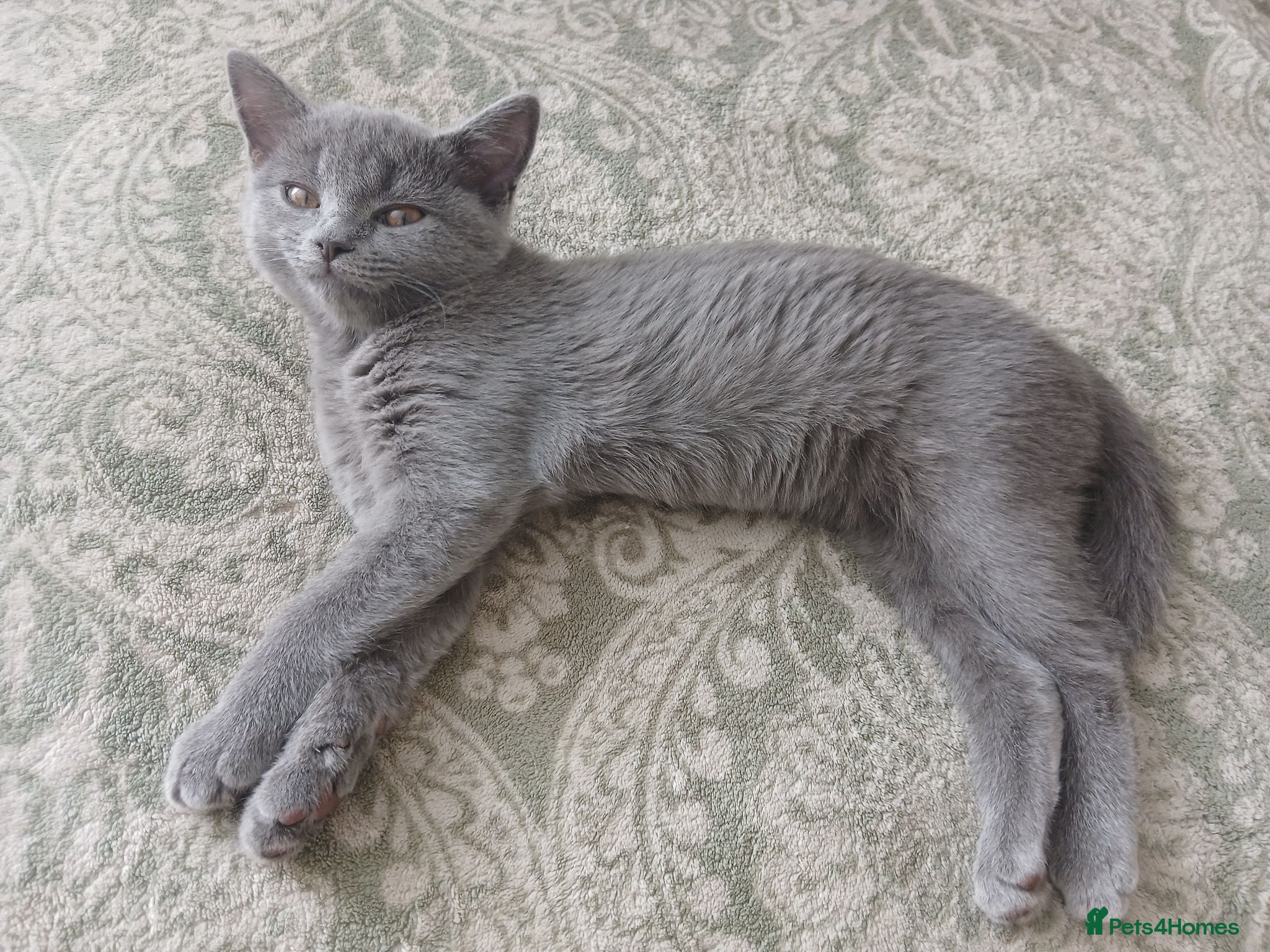 Russian Blue cats Beautiful kittens  - Advert 6