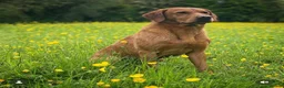 Labrador Retriever dogs for sale: KC Labrador Puppies (7 boys available) - Advert 11