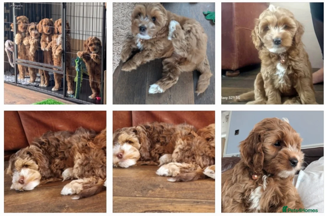 Cockapoo dogs for stud: F1 cocapoo well Proven extensively health tested in Bromley - Advert 26