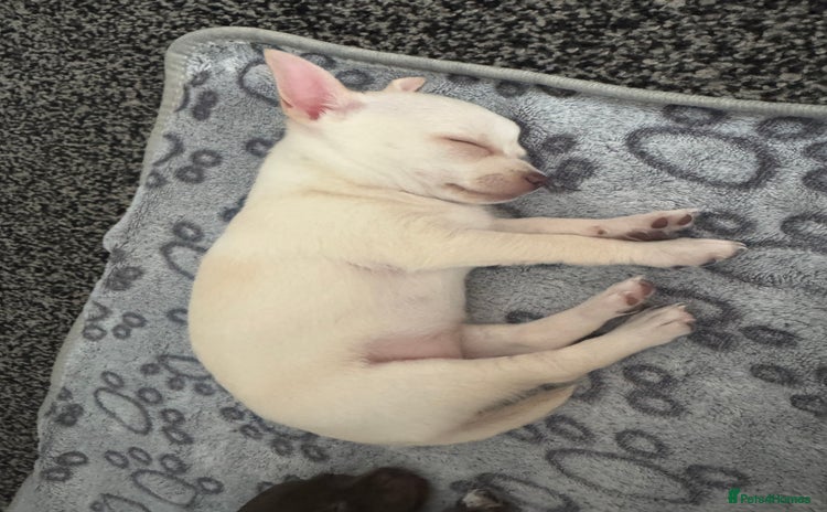 Chihuahua dogs - Advert 2