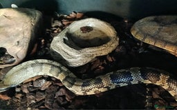 Snake reptiles for sale: False water cobra  - Image 2