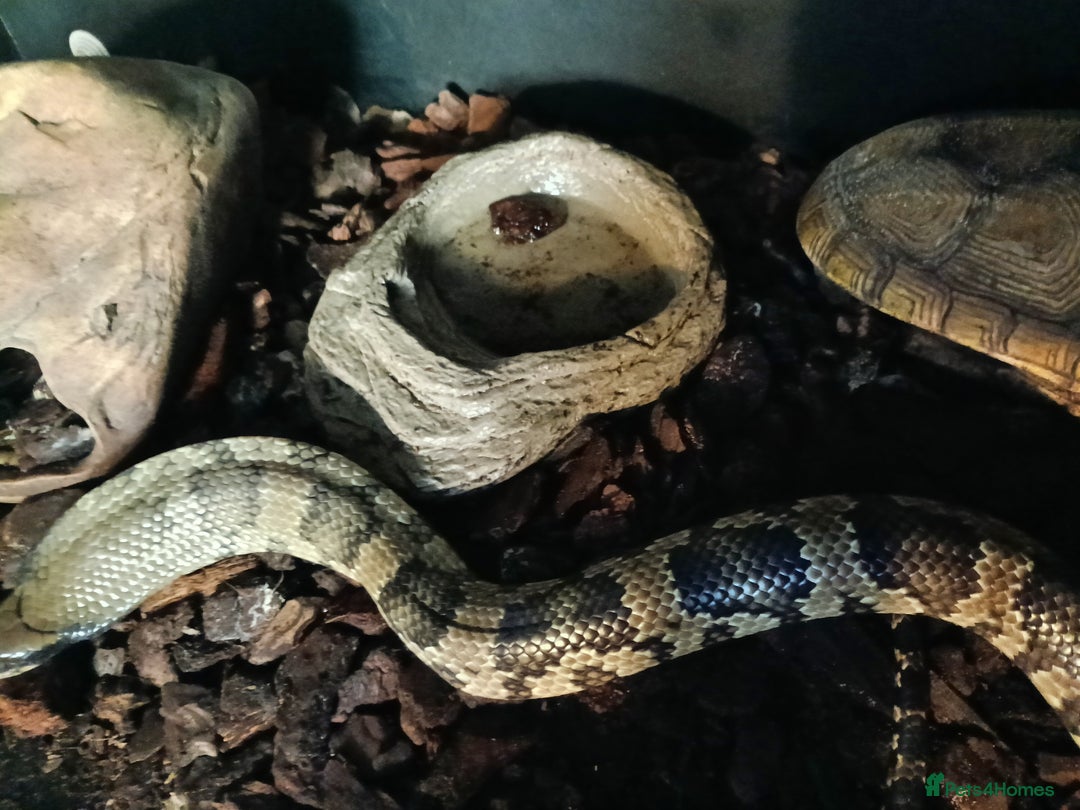 Snake reptiles for sale: False water cobra  - Image 2