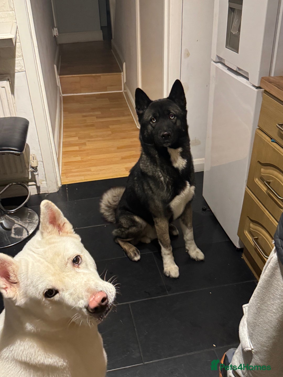 Akita dogs for sale: 7 beautiful American Akita Puppies - Advert 14