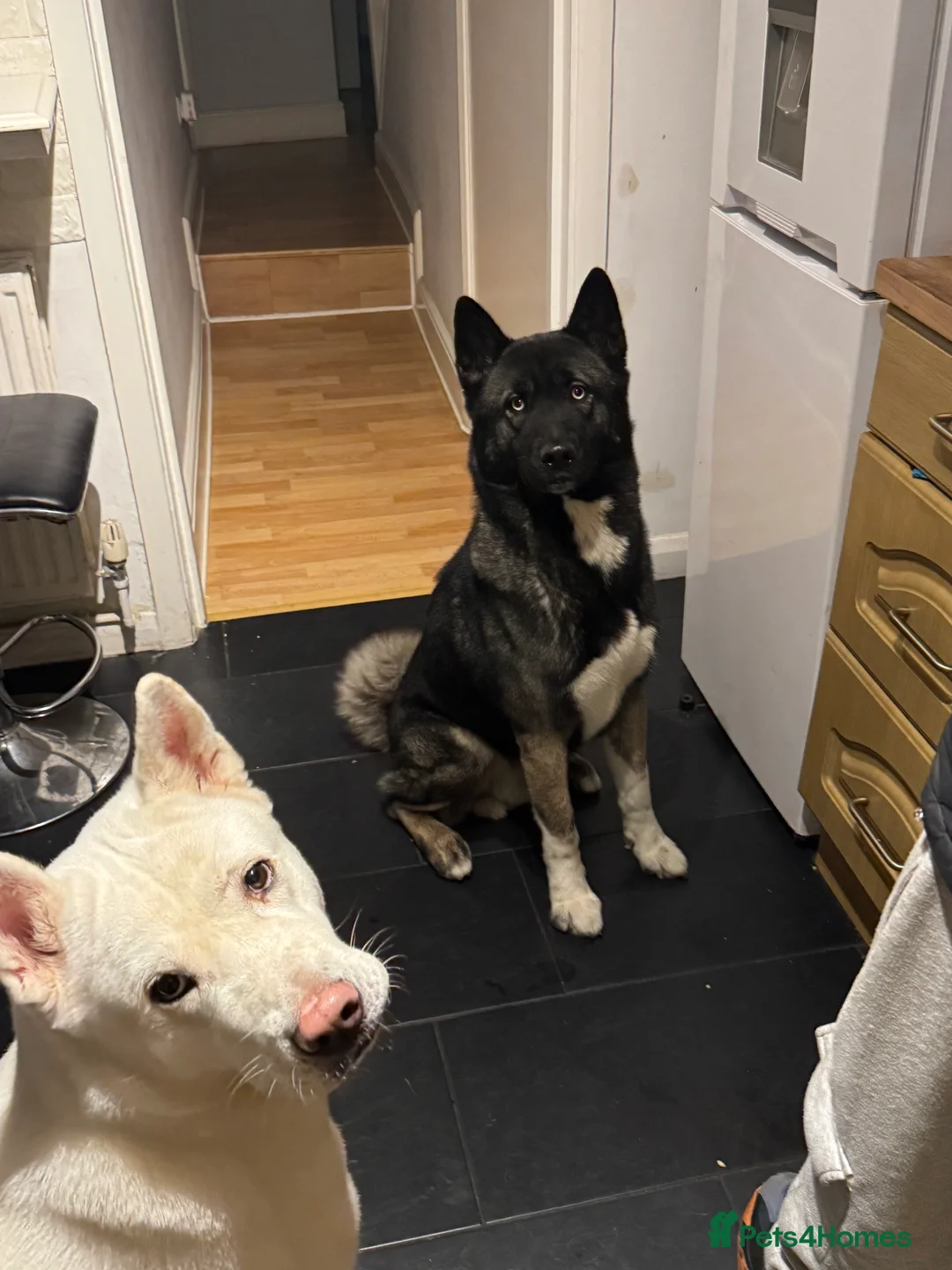 Mixed Breed dogs for sale: 7 beautiful American Akita Puppies ***5 left*** - Advert 12