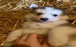 Siberian Husky dogs for sale: READY NOW German Shepherd cross Husky Puppies  in Kinross - Image 2