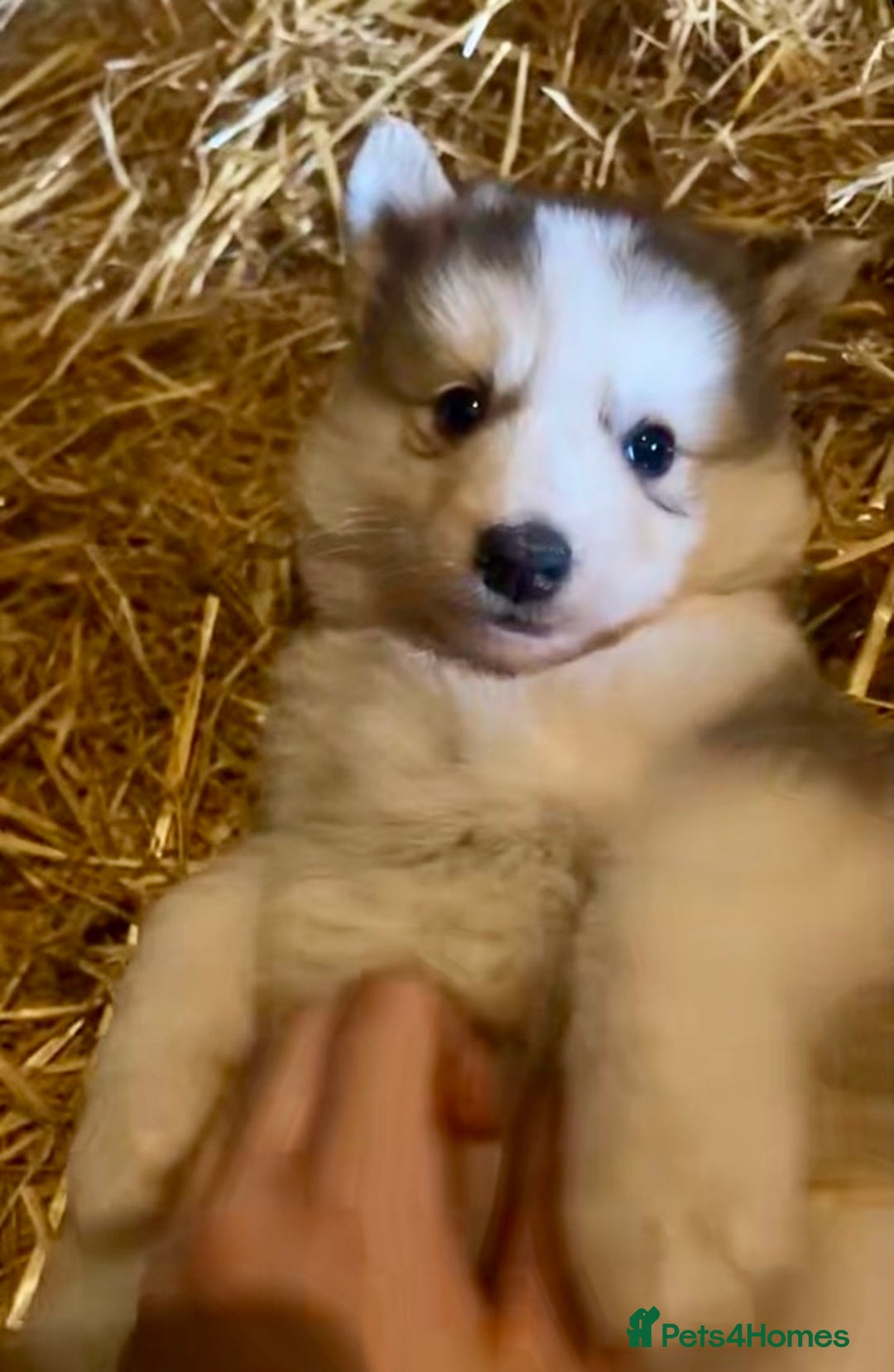 Siberian Husky dogs for sale: READY NOW German Shepherd cross Husky Puppies  in Kinross - Image 2