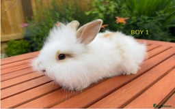 Mixed Breed rabbits for sale: Very pretty soft fluffy bunnies - Image 30