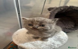 British Shorthair cats for sale: British Shorthair X Ragdoll - Image 2