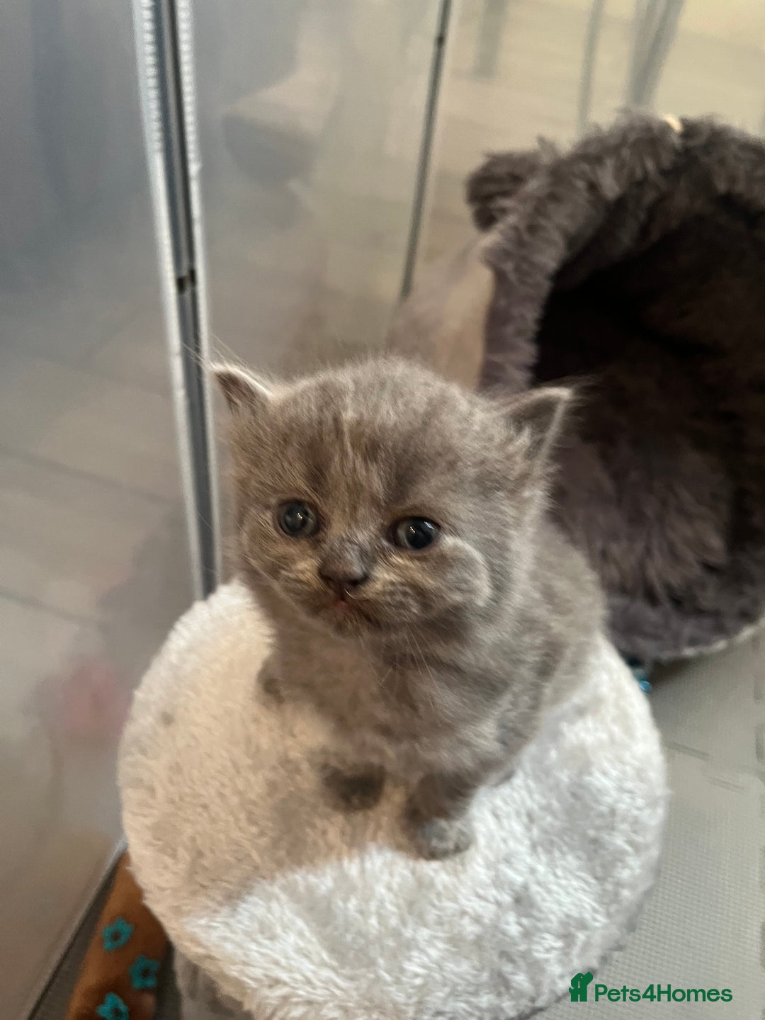 British Shorthair cats for sale: British Shorthair X Ragdoll - Image 2