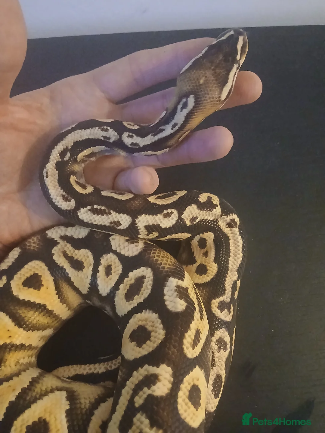 Python Snake reptiles for sale: Female Royal Python for sale. Beautiful and gentle - Advert 1