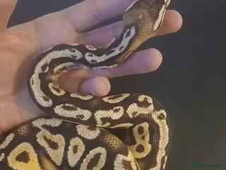 Python Snake reptiles Female Royal Python for sale. Beautiful and gentle - Advert 1